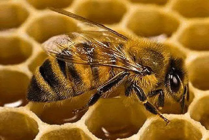 Симптом: Над 40% от пчелните рояци в САЩ измрели за година